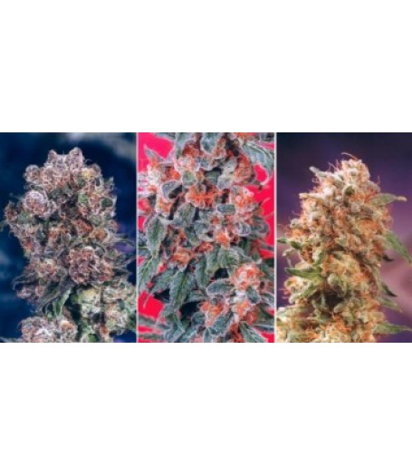 Colour Mix 4 - 6 Feminised Seeds