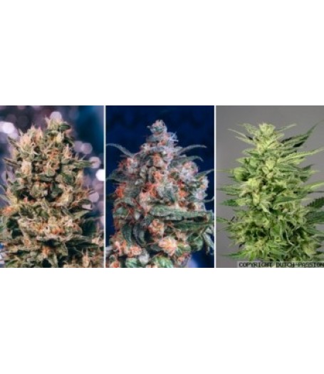 Colour Mix 5 - 6 Feminised Seeds