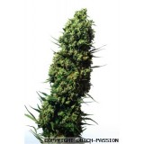 The Ultimate Feminised Seeds