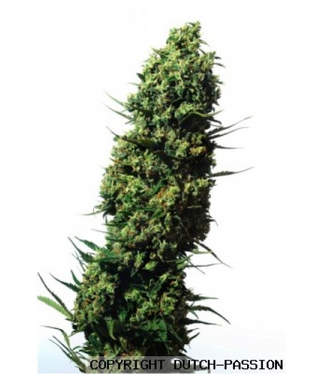 The Ultimate Feminised Seeds