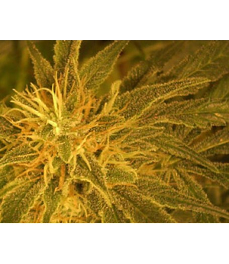 Dr. Jekill Feminised Seeds Dr. Jekill Feminised Seeds