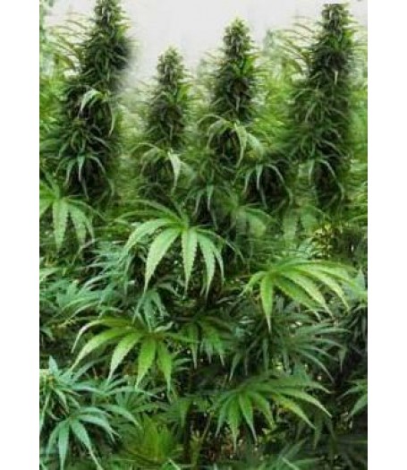 Drakensberg Regular Seeds