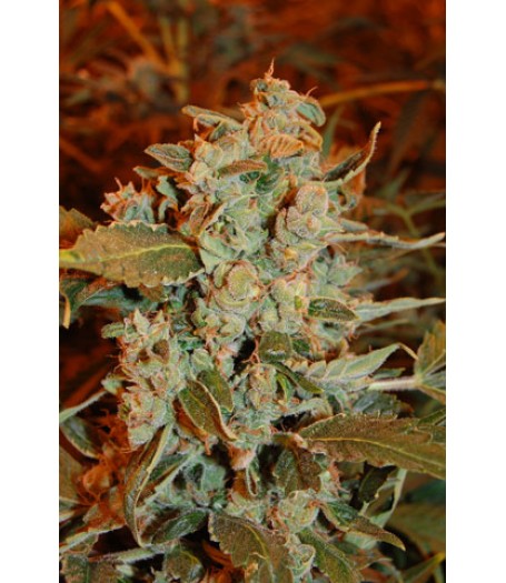 Dready Skunk Feminised Seeds