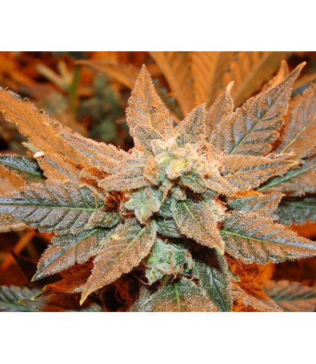 White Jack Feminised Seeds
