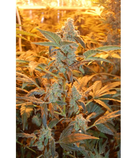 Auto Jack - Auto Flowering Feminised Seeds