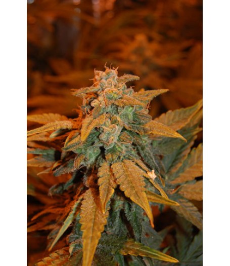Dready Berry Feminised Seeds
