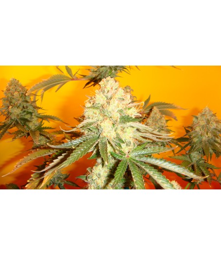 Chem #4 x OTM #1 - 10 Regular Seeds