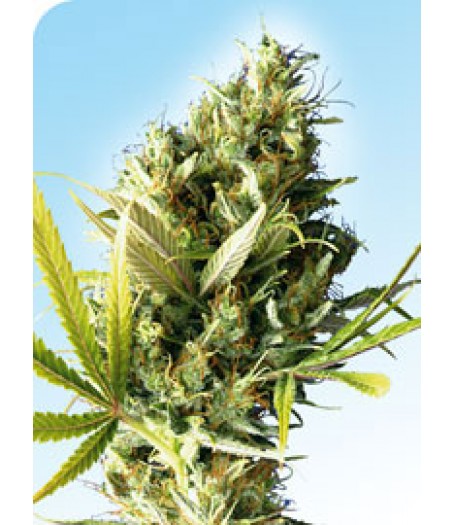 Durban Regular Seeds