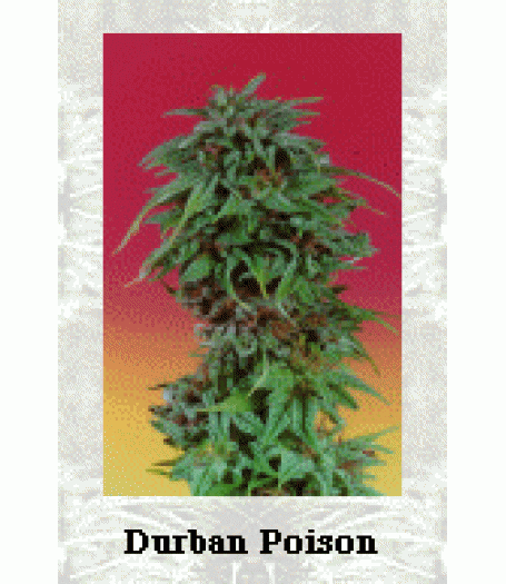 Durban Poison Feminised Seeds