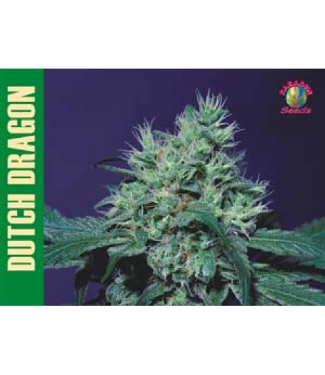 Dutch Dragon Feminised Seeds