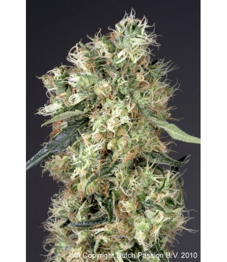 Dutch Haze Feminised Seeds - 5