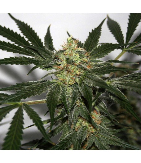 Early Skunk x Afghan Haze Regular Seeds