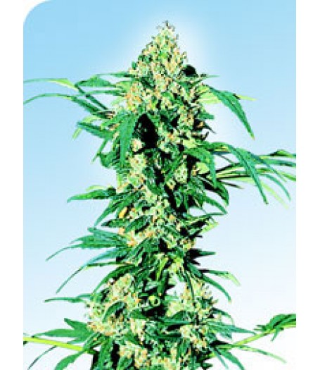 Early Girl Regular Seeds