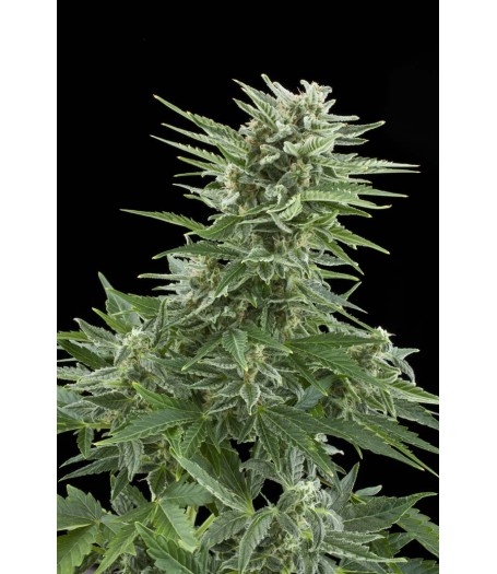 Easy Bud Automatic Feminised Seeds