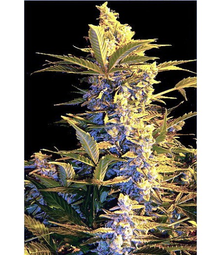 Easy Ryder Autoflowering Feminised Seeds