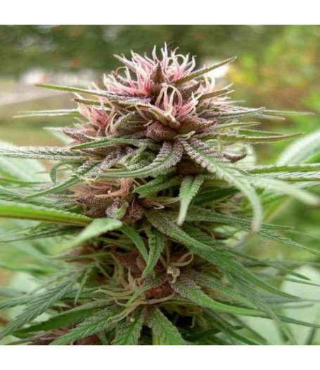 Erdpurt Regular Seeds