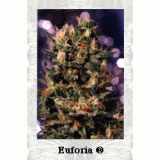 Euforia Feminised Seeds
