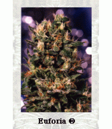 Euforia Feminised Seeds