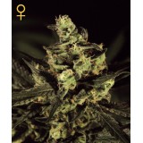 Exodus Cheese Feminised Seeds Exodus Cheese Feminised Seeds