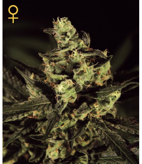 Exodus Cheese Feminised Seeds
