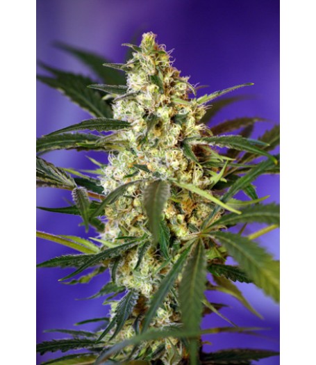 Fast Bud #2 Auto Feminised Seeds