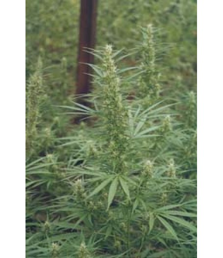 Mixed Sativa Diva Regular Seeds
