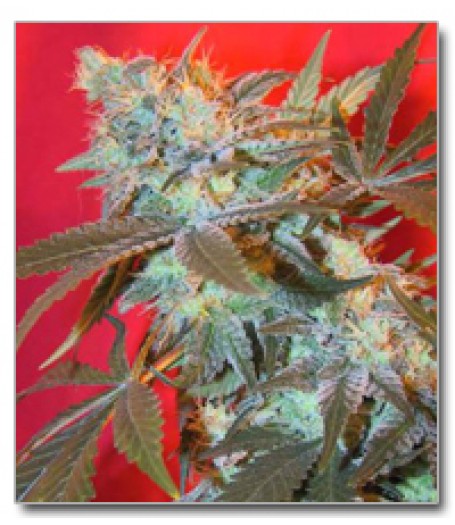 White Widow Feminised Seeds - 4