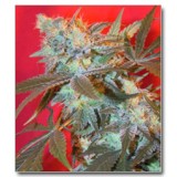 White Widow Feminised Seeds - 10