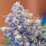 ICED Grapefruit Feminised Seeds
