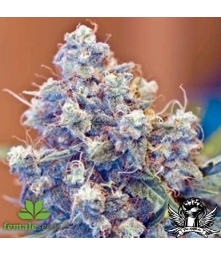 ICED Grapefruit Feminised Seeds