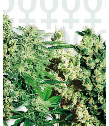 Mixed Feminised Seeds - 20 