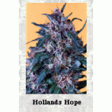 Holland's Hope Feminised Seeds