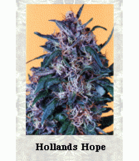 Holland's Hope Feminised Seeds