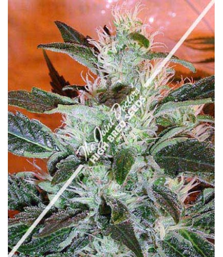 Lowryder #2 Autoflowering Regular Seeds - 10