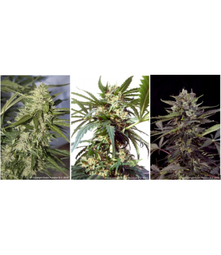 Colour Mix 6 ? Autoflowering Feminised Seeds