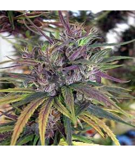 Oldtimer's Haze Regular Seeds