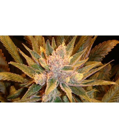 Old Time Moonshine - 10 Regular Seeds