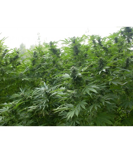 Biddy Early Feminised Seeds - 6