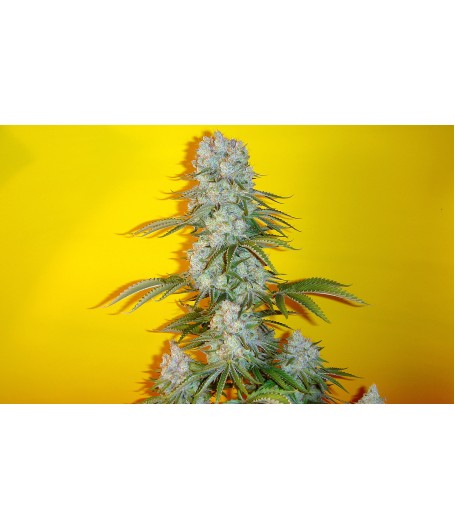 Blue Fin - 10 Regular Seeds