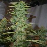 Orient Express Regular Seeds