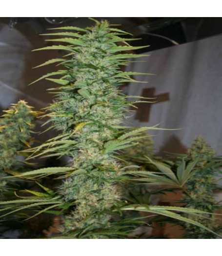 Orient Express Regular Seeds