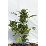Taiga Autoflowering Feminised Seeds