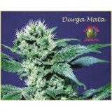 Durga Mata Seeds Regular - 10
