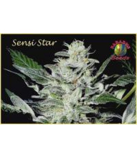 Sensi Star Seeds Regular - 10