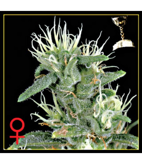 Big Bang Feminised Seeds - 5