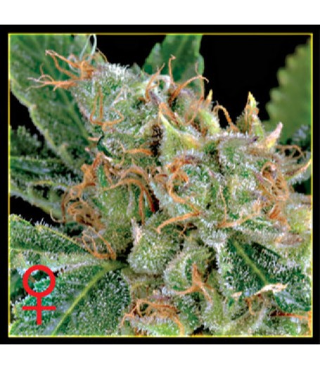 The Church Feminised Seeds 