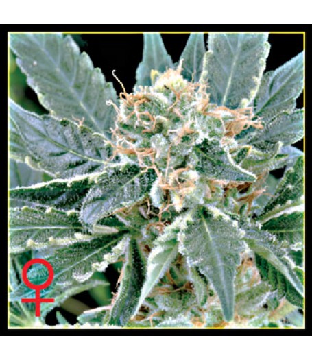 A.M.S. Feminised Seeds - 5