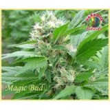 Magic Bud Seeds Regular - 10