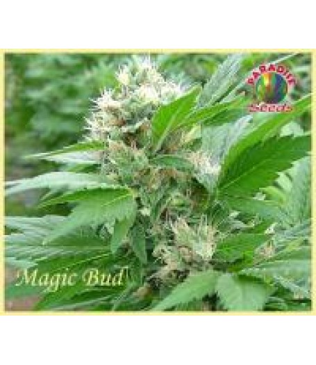 Magic Bud Seeds Regular - 10