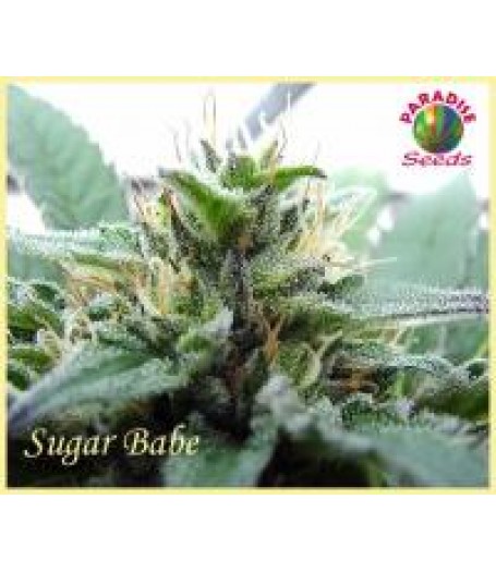 Sugar Babe Seeds Regular - 10 -d